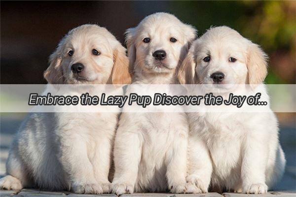 Embrace the Lazy Pup Discover the Joy of Dog Ownership Without the Daily Walk